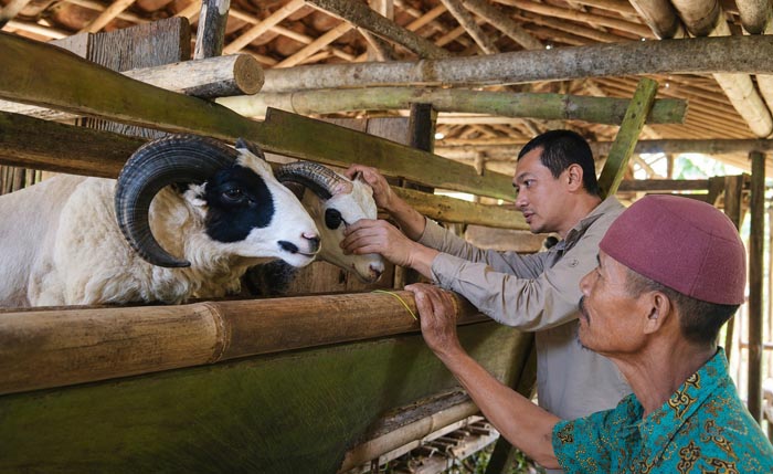 Peternakan Domba Cerdas dan Selaras, Polbangtan Bogor laksanakan Pengabdian di Kawasan Ekowisata<br><i>Millennial Farmers Development are the Target of Indonesia`s Polbangtan Bogor</i> Millennial Farmers Development are the Target of Indonesia`s Polbangtan Bogor