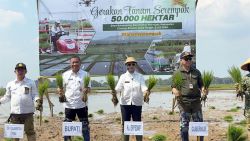 Indonesia Increases Rice Production through the Development of Smallholder Rice Fields