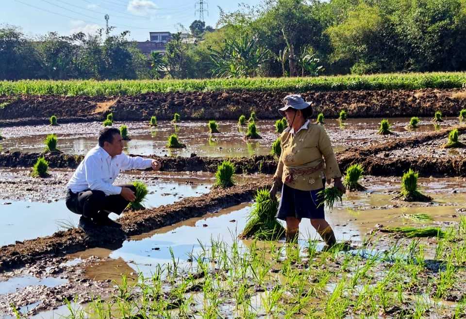 Nilai Tukar Petani Tembus Rekor 129,19: Ekonomi Petani makin Menguat