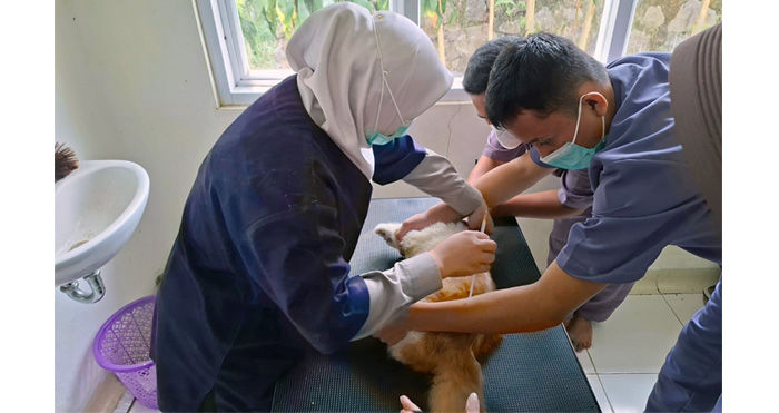World Rabies Day, Polbangtan Kementan Ajak Masyarakat Peduli Kesehatan Hewan